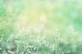 Spring grass flower field in soft vintage green background