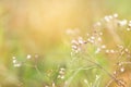 Spring grass flower field with sunset light in the morning with copy space Royalty Free Stock Photo