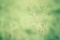 Spring grass flower fresh nature wallpaper relax outdoor phot Royalty Free Stock Photo