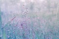 Spring grass flower with morning dew drops with sunshine fres Royalty Free Stock Photo