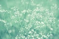 Spring grass flower field  relax  nature wallpaper background Royalty Free Stock Photo