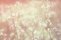 Spring grass flower field relax nature wallpaper background