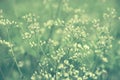 Spring grass flower field  relax  nature wallpaper background Royalty Free Stock Photo