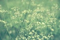 Spring grass flower nature wallpaper background Royalty Free Stock Photo