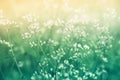 Spring grass flower nature wallpaper background Royalty Free Stock Photo