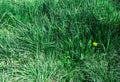 Spring grass with flowers