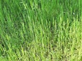 Spring grass, greens. Green background, texture. Beautiful photo