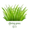 Spring grass,Lawn. Green Grass Isolated on white background, tuft of grass, fresh spring grass, panoramic view Eps 10