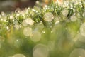 Spring grass meadow with dew drops in the morning Light. Low Angle view. Royalty Free Stock Photo
