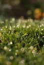 Spring grass meadow with dew drops in the morning Light. Low Angle view. Royalty Free Stock Photo