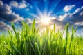 Spring grass in sunlight and defocused sky Royalty Free Stock Photo