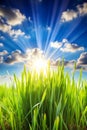 Spring grass in sunlight and defocused sky Royalty Free Stock Photo