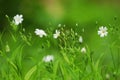 Spring grass with white flowers in blur focus