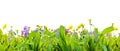 A spring grass and wild flowers isolated on white background Royalty Free Stock Photo