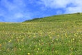 Spring grassland under sky