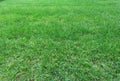 Spring grassy Field Royalty Free Stock Photo