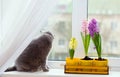 In spring, a gray British cat looks out the window, hiding behind a curtain of tulle. near are beautiful flowers hyacinths Royalty Free Stock Photo
