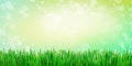 Spring green abstract wallpaper background with green grass with dew Royalty Free Stock Photo