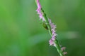 Ant insect climbing on small flower like spiral staircase Royalty Free Stock Photo