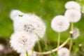 Spring green background-young grasshopper drinking juice from a dandelion. Dandelion and grasshopper close-up on a green Royalty Free Stock Photo