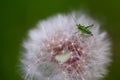 Spring green background-young grasshopper drinking juice from a dandelion Royalty Free Stock Photo