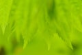 Spring green background. Young leaves. Royalty Free Stock Photo