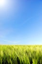 Spring green barley, background with blue sky