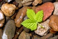 Spring Green Berry Leaf Royalty Free Stock Photo