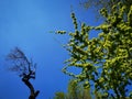 Spring green branches sunlight on blue sky Royalty Free Stock Photo