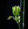 Spring green budding leaves