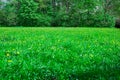 Spring green city park forest landscape yellow flowers