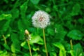 Spring green dandelion in the wind dispersing seed nature morning