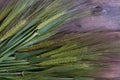 Spring, green ears of barley lie on a table