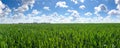 Spring Green Field, Blue Sky With A Lot Of White Clouds. Fresh Lush Green Grass Swaying In Light Wind. Summer Meadow Royalty Free Stock Photo