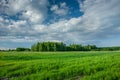 Spring green field, forest on horizon and clouds on sky Royalty Free Stock Photo