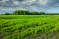 Spring green field, forest on the horizon and dark clouds on the sky Royalty Free Stock Photo