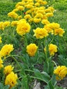 Spring Green Field with Plenty of Yellow Tulips