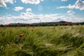 Spring green field of rye, spikes with bright red poppy flowers against the blue sky with lush white clouds. sunny day Royalty Free Stock Photo