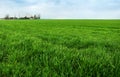 Spring green field with winter crops close up Royalty Free Stock Photo