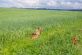 Spring green fields at Bakhchisaray, Crimea Royalty Free Stock Photo