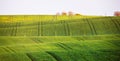 Spring green fields on hills. Agriculture wavy spring view. Spring rural landscape Royalty Free Stock Photo