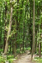 Spring green forest with footpath Royalty Free Stock Photo