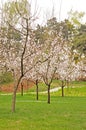 In spring, green grass and blooming cherry blossoms Royalty Free Stock Photo