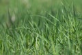 Spring green grass closeup. Fresh green grass field background. Small depth of field. Royalty Free Stock Photo