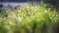 Spring green grass with dew drops in beautiful backlight