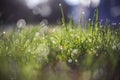 Spring green grass with dew drops in beautiful backlight