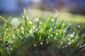 Spring green grass with dew drops in beautiful backlight