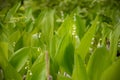 Spring green grass and flowers in the sunshine with a drop of dew. Abstract natural background. Royalty Free Stock Photo
