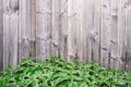 Spring green grass over wood fence background - Image Royalty Free Stock Photo