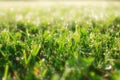 Spring green grass sunny summer background. Royalty Free Stock Photo